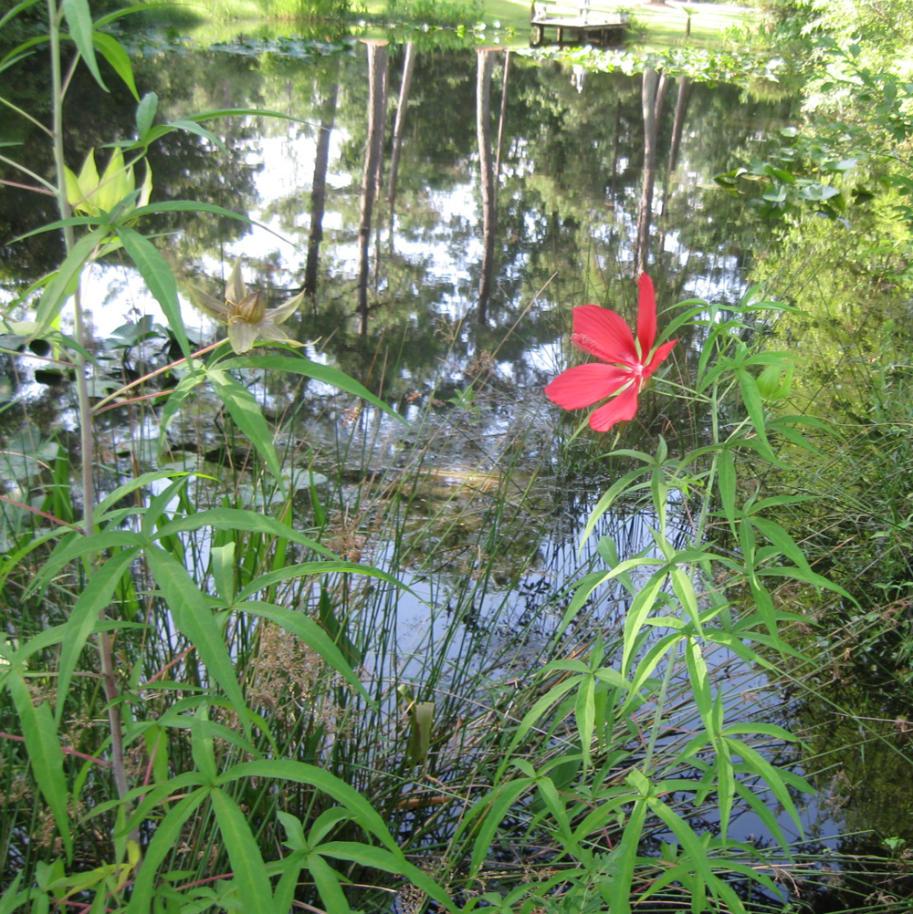 Hibiscus coccineus on sale